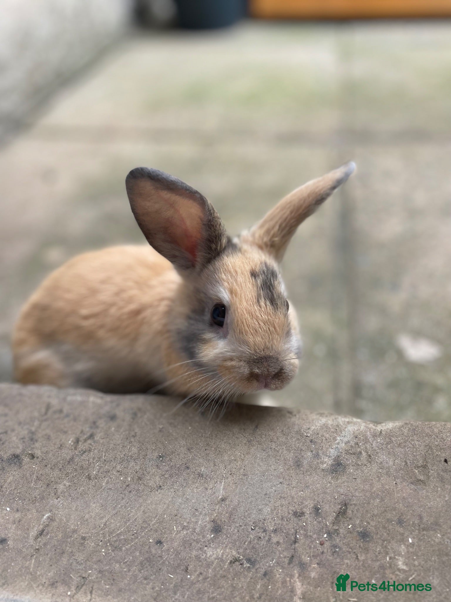 Mixed Breed rabbits Lion head x Holland lop babies  - Advert 11