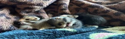 Hamster rodents for sale: Baby Syrian Hamsters in Lutterworth - Advert 2