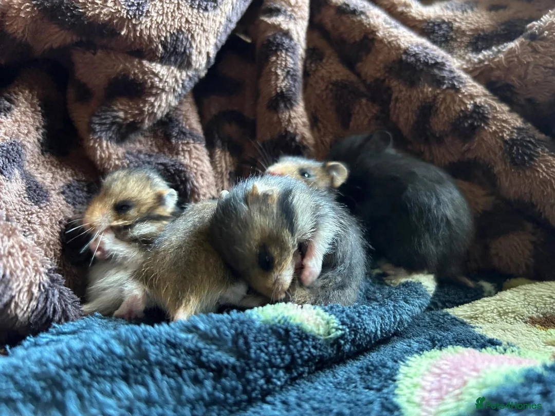 Hamster rodents for sale: Baby Syrian Hamsters in Lutterworth - Advert 2