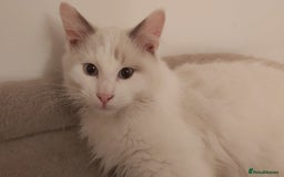 Ragdoll cats for sale: RAGDOLL BICOLOUR BOY BLUE EYES READY NOW! - Image 18
