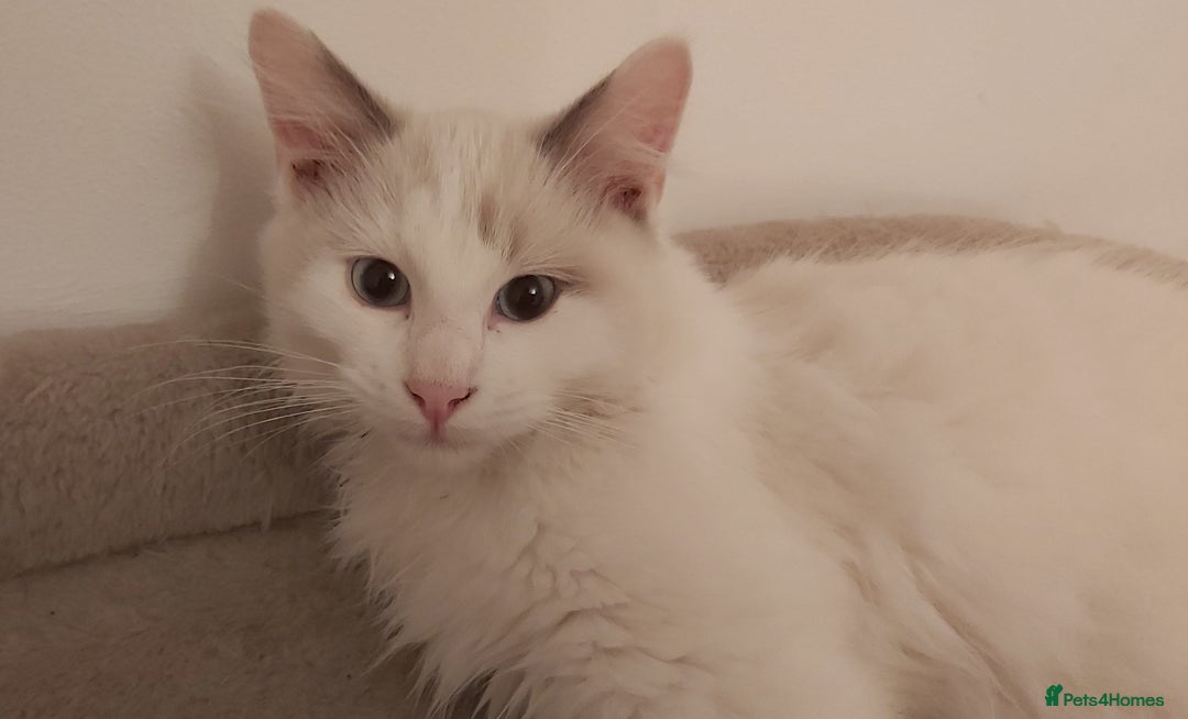Ragdoll cats for sale: RAGDOLL BICOLOUR BOY BLUE EYES READY NOW! - Image 18
