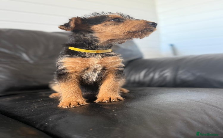 Airedale Terrier dogs - Advert 1