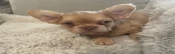 French Bulldog dogs for sale: 🔥 Unbelievable litter of 11 French Bulldogs 😍 - Advert 10