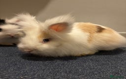 Lionhead rabbits for sale: 2 Handsome double-maned lionheads  - Advert 3