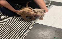 Miniature Dachshund dogs for sale: 2 x Miniature dachshund  - Image 16