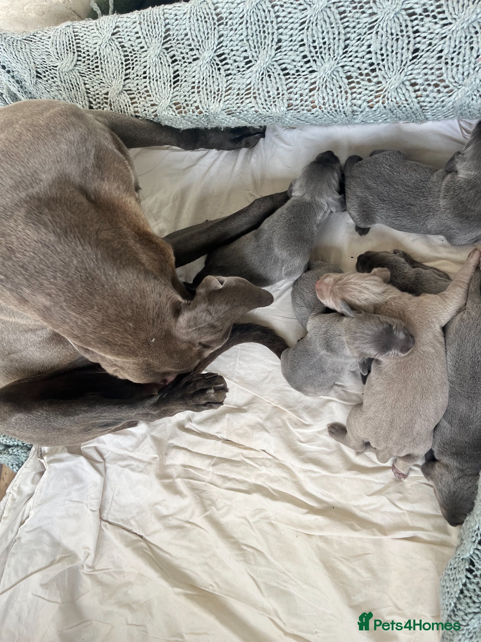 Weimaraner dogs for sale: BLUE and SILVER Purebred pups from KC reg Weims - Advert 16