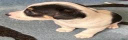 Jack Russell dogs for sale: READY NOW  JR pups  - Advert 11