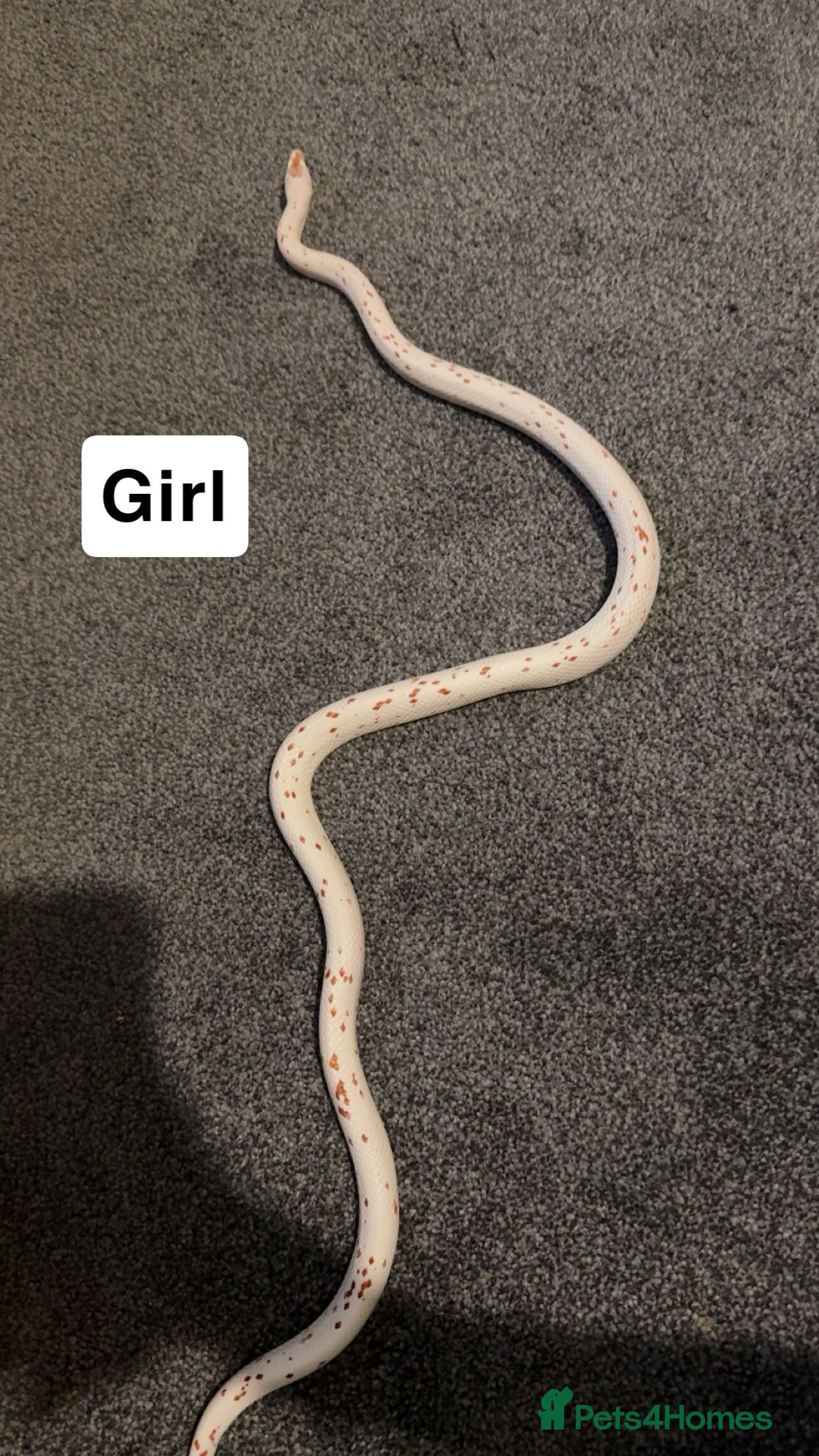 Corn Snake reptiles Palmetto’s  - Advert 15