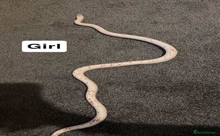 Corn Snake reptiles - Advert 4