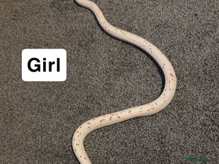 Corn Snake reptiles - Advert 11