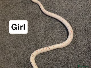 Corn Snake reptiles Palmetto’s - Advert 17