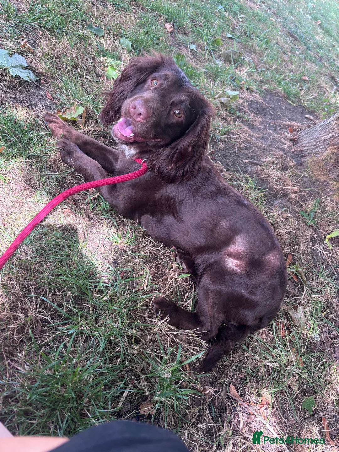 Cocker Spaniel dogs for sale: Cocker spaniel puppy’s in Trowbridge - Advert 3