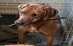 Rhodesian Ridgeback dogs for sale: Exquisite litter Rhodesian Ridgebacks - Image 6