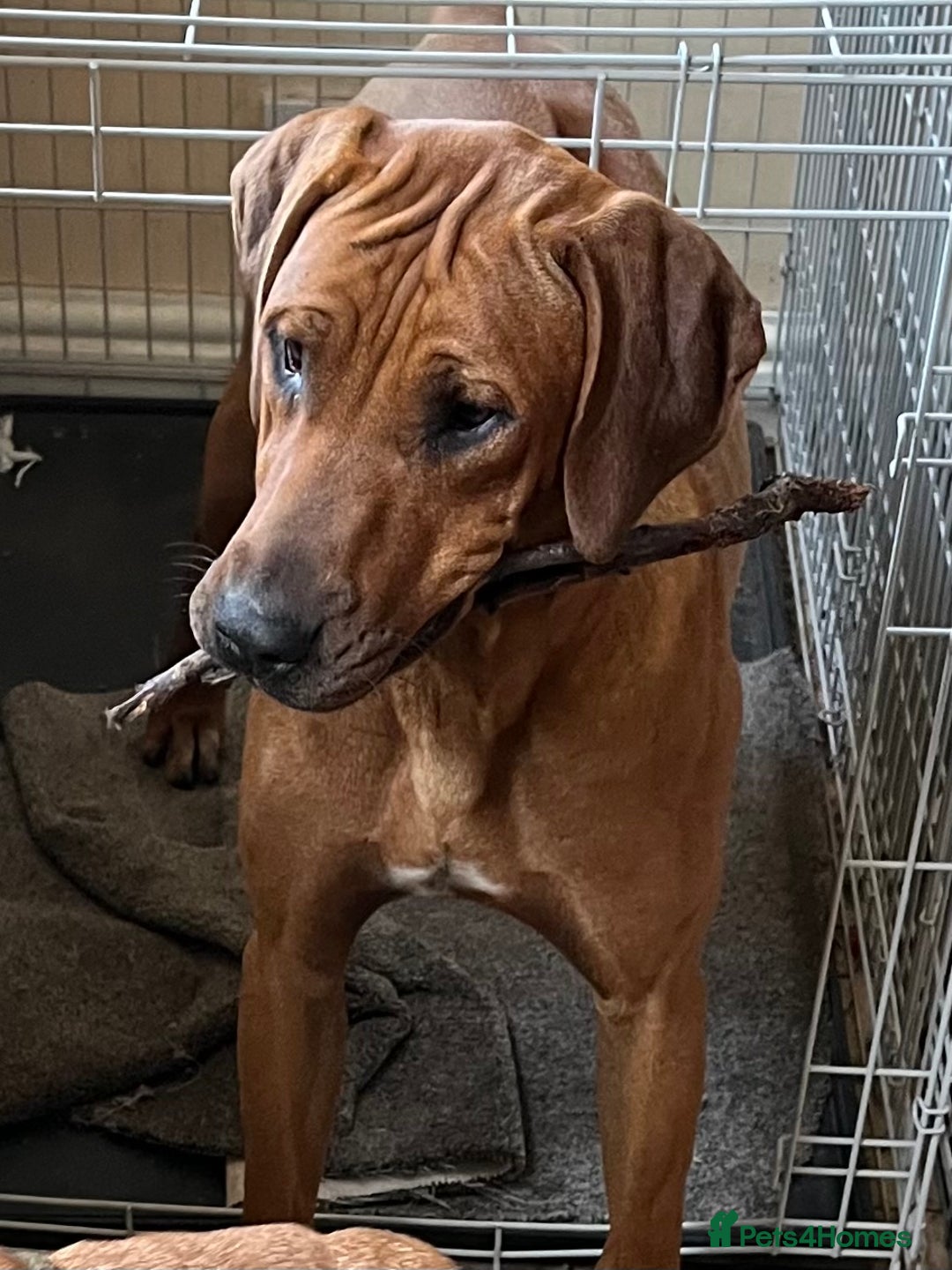 Rhodesian Ridgeback dogs for sale: Exquisite litter Rhodesian Ridgebacks - Image 6