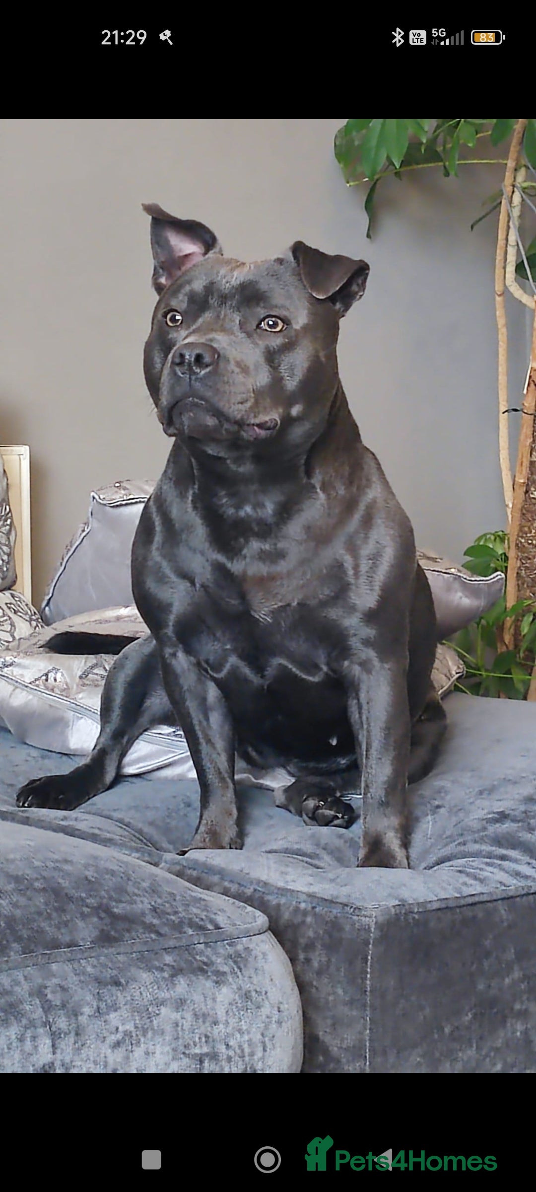 Staffordshire Bull Terrier dogs Beautiful KC reg Staffordshire bull terriers - Advert 6