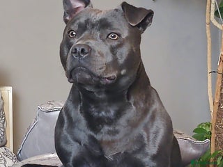 Staffordshire Bull Terrier dogs Beautiful KC reg Staffordshire bull terriers - Advert 17
