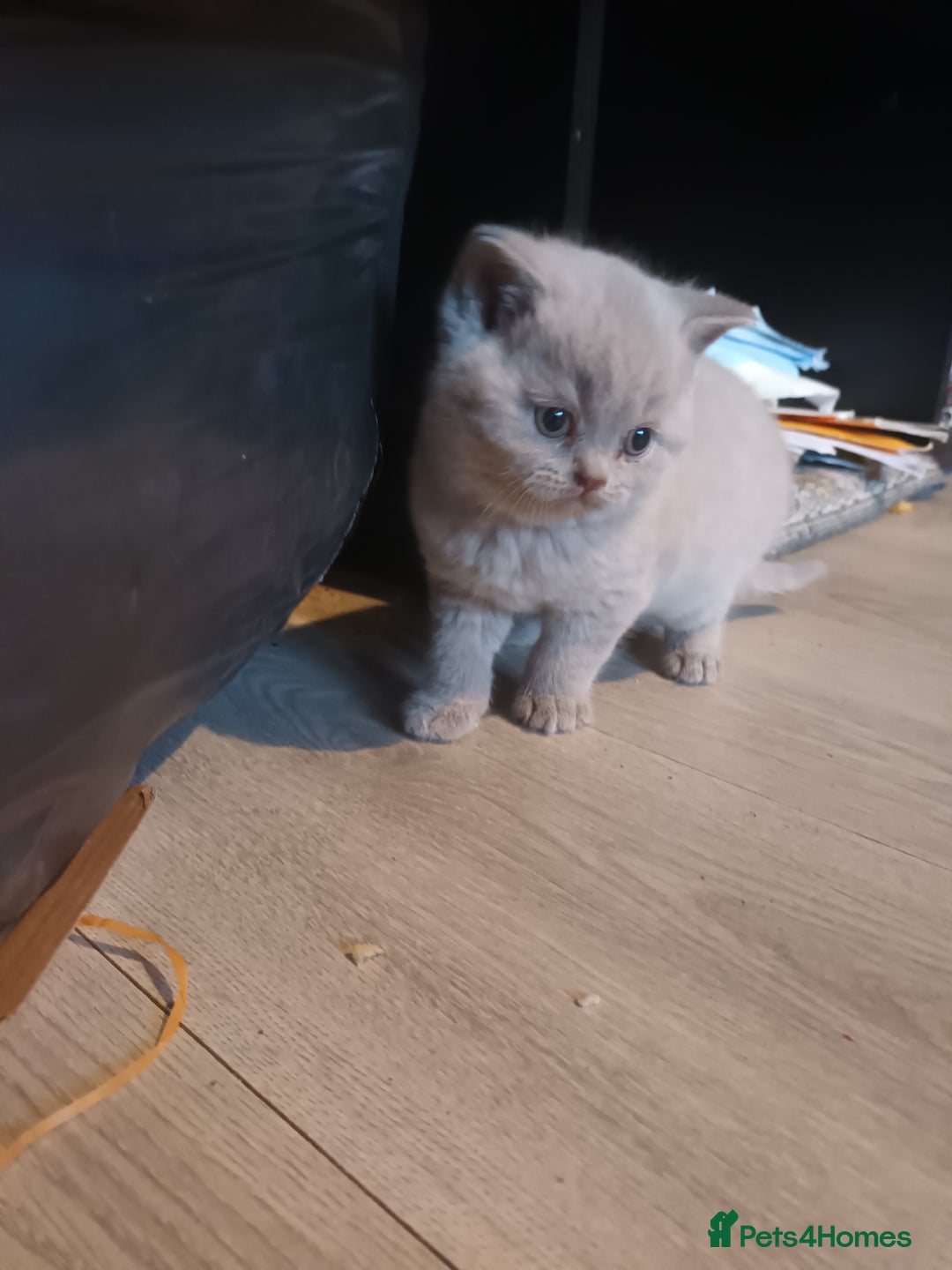 British Shorthair cats for sale: ONLY ONE FEMALE BRITISH SHORTHAIR LEFT - Advert 2
