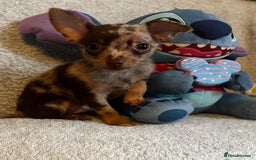 Mixed Breed dogs for sale: Chihuahua x  - Image 7