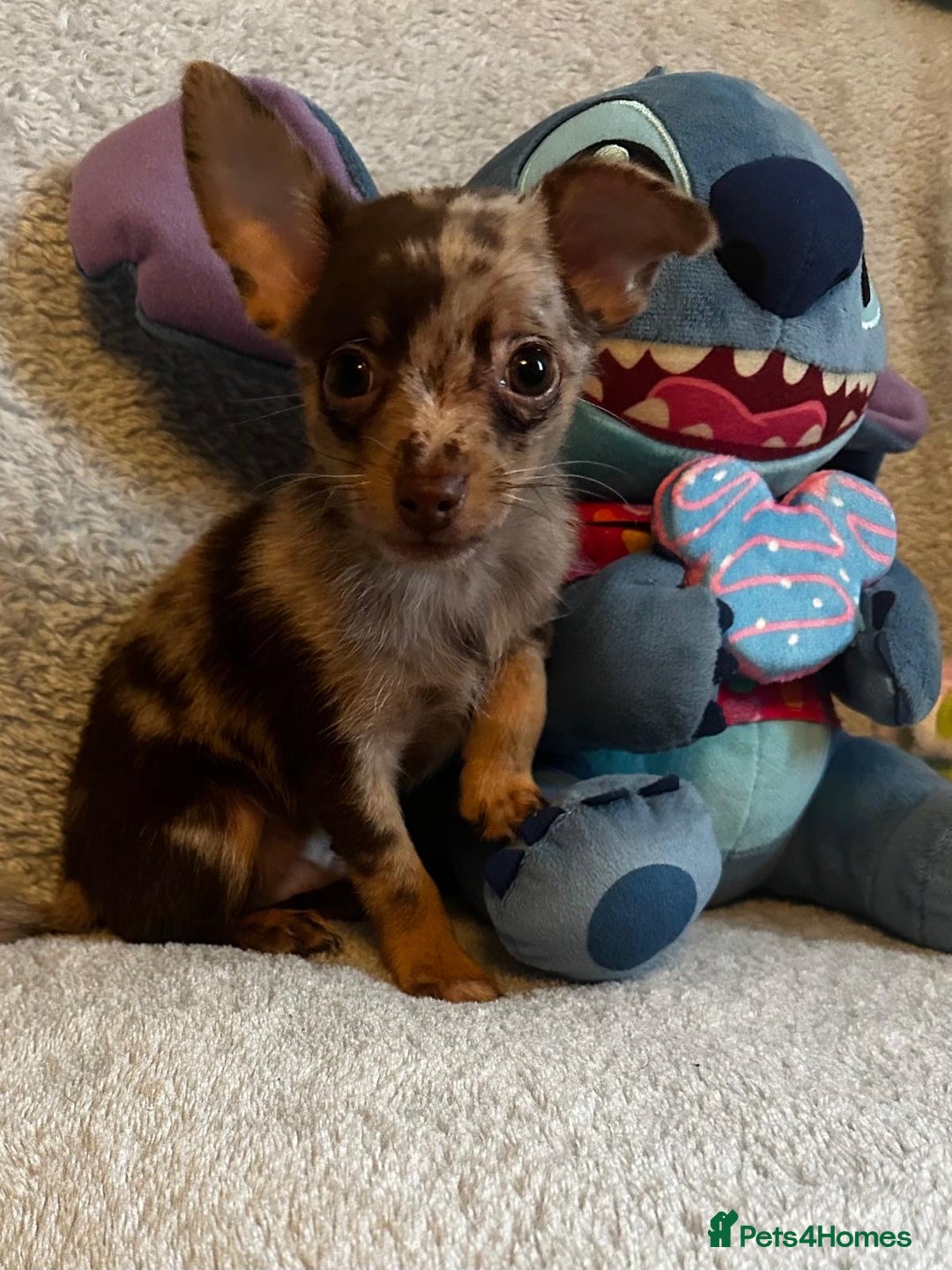 Mixed Breed dogs for sale: Chihuahua x  - Image 7
