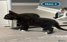 Bengal cats for sale: Gorgeous Bengal X Kittens!! - Image 11