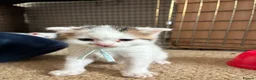 Mixed Breed cats for sale: Kittens white grey and tabby in Ilkeston - Advert 3