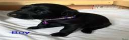 Labrador Retriever dogs for sale: Black Labrador Puppies  - Advert 6