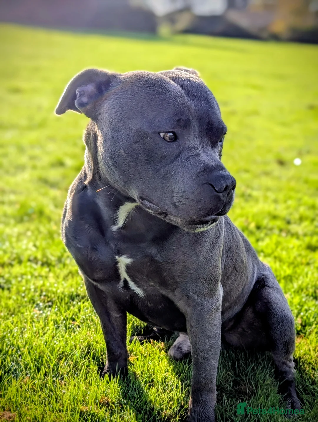 Staffordshire Bull Terrier dogs for stud: Proven Blue Staffordshire bull terrier, Staffy  in Melton Constable - Advert 14