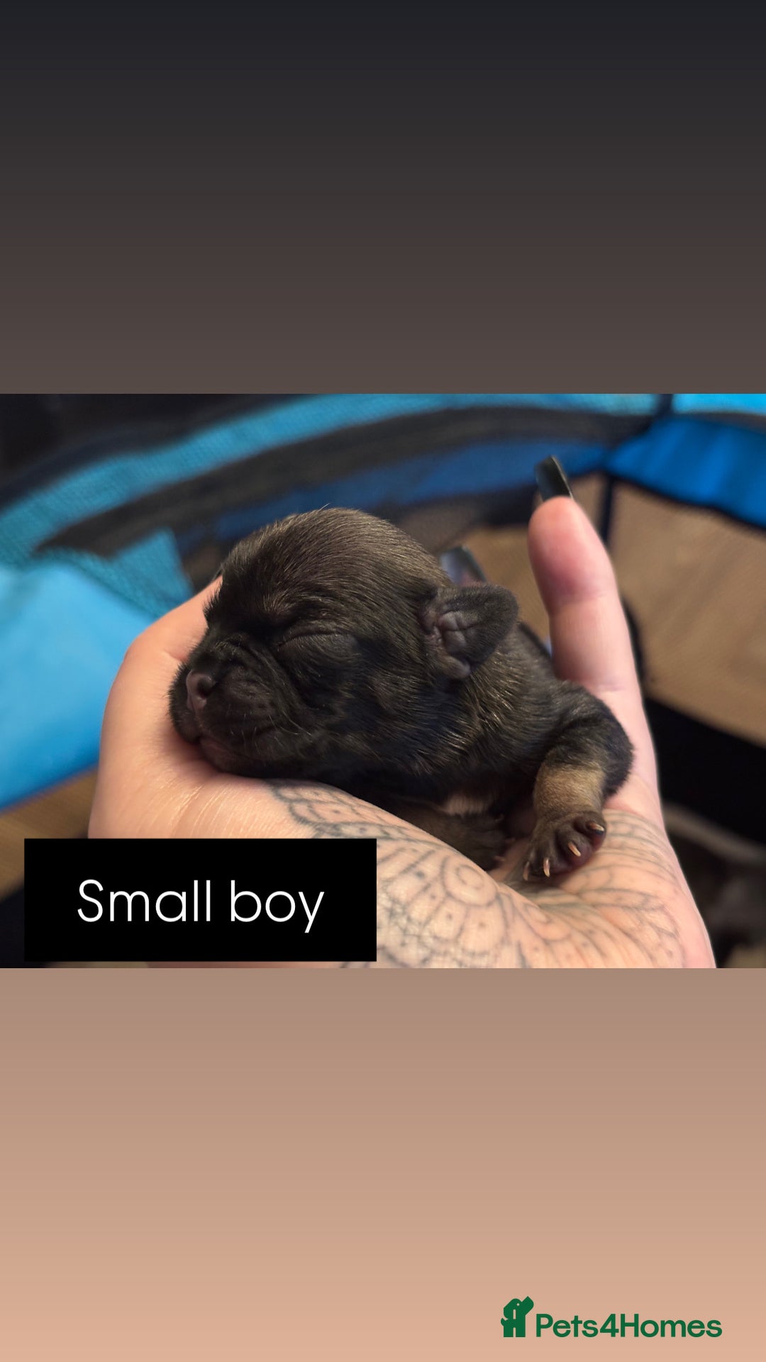 Mixed Breed dogs for sale: Puppies for sale - Advert 12