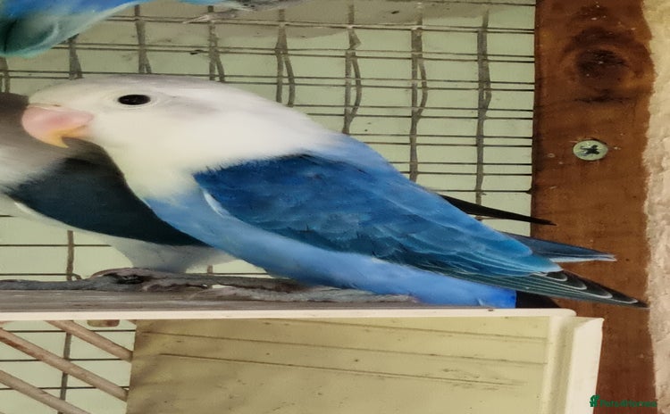 Lovebirds birds - Advert 2