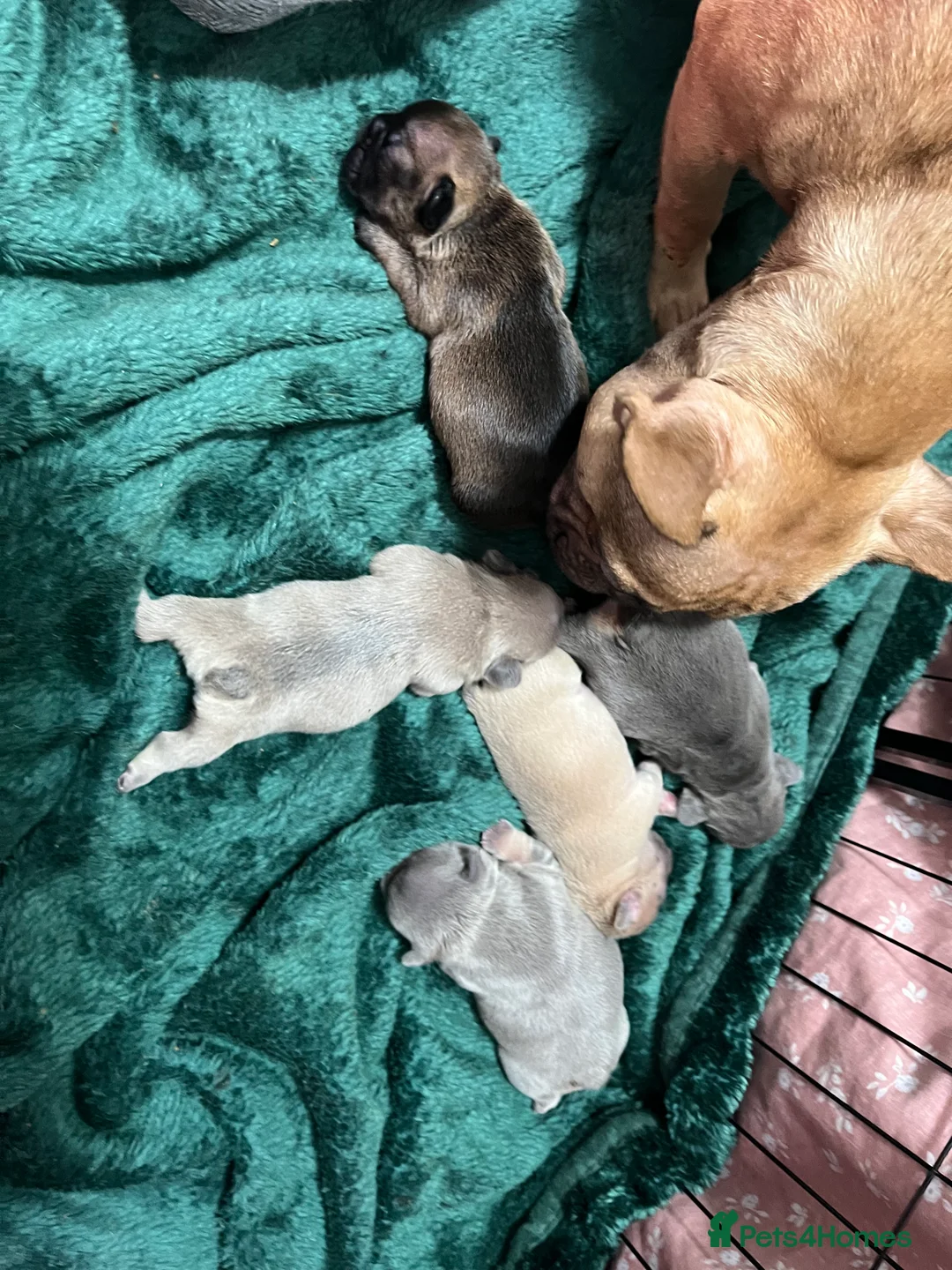 French Bulldog dogs for sale: Beautiful frenchie puppies - Advert 6