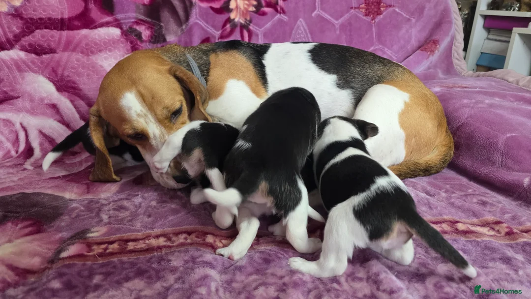 Beagle dogs for sale: Beautiful Beagle puppies looking for loving homes - Advert 3