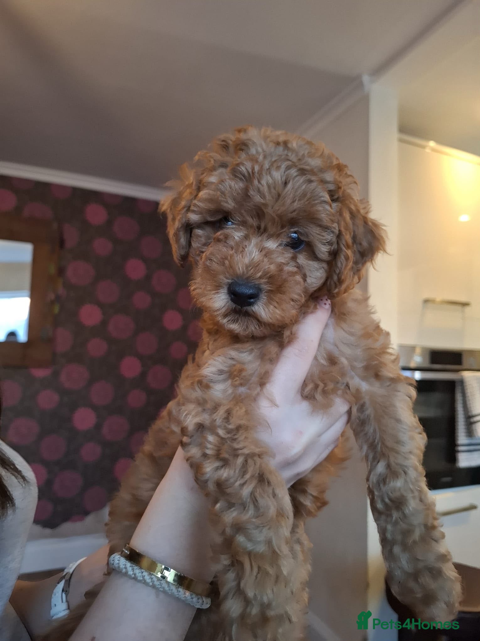 Cavapoo dogs Ready now. Deep Red Superb Cavapoo pups F1b - Advert 2