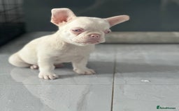 French Bulldog dogs for sale: French bulldog puppies  - Image 16