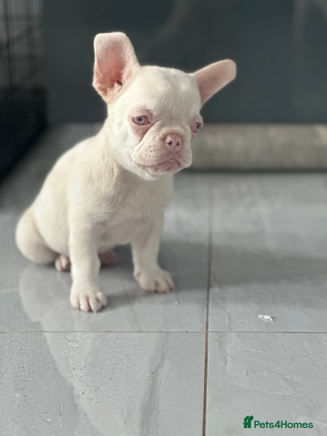 French Bulldog dogs for sale: French bulldog puppies  - Image 16