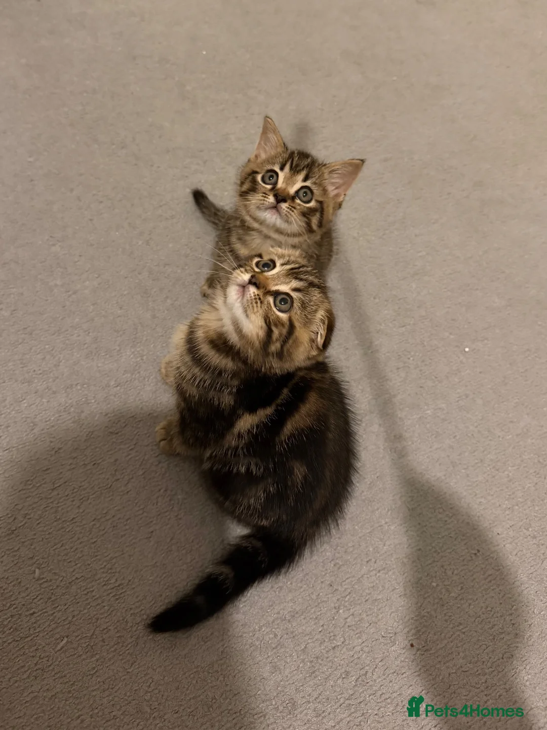 Scottish Fold cats for sale: Scottish Fold Kittens for Sale - Advert 1