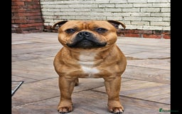 Staffordshire Bull Terrier dogs for sale: !READY NOW! KC Reg Quality Red Staffy Puppies  - Image 30