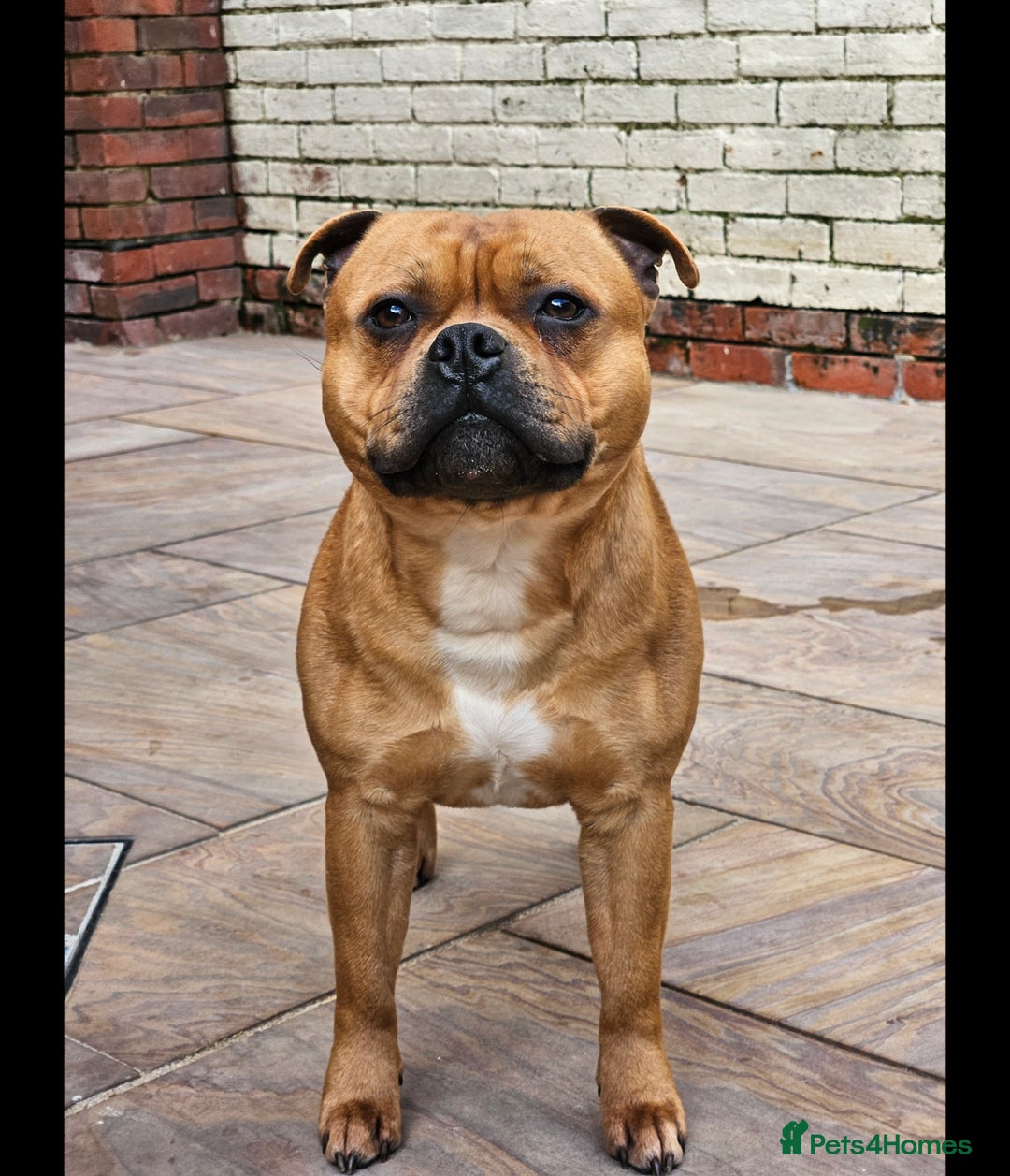 Staffordshire Bull Terrier dogs for sale: !READY NOW! KC Reg Quality Red Staffy Puppies  - Image 30