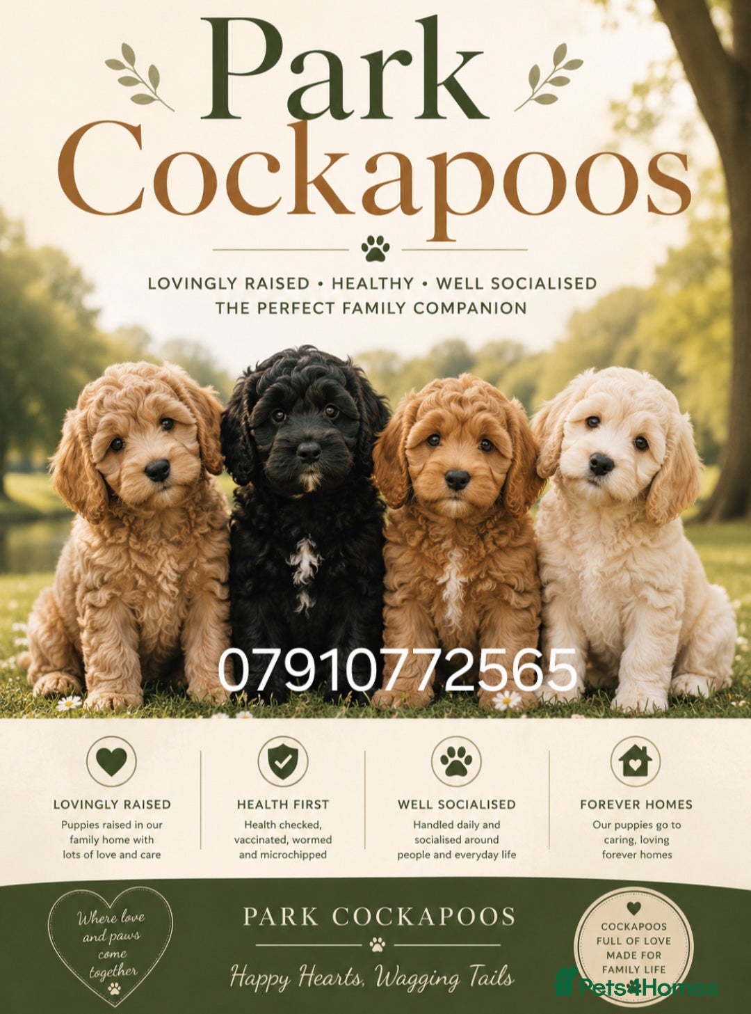 Cockapoo dogs Cockapoo Puppies PRA CLEAR - Advert 2