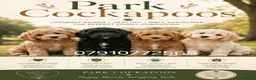 Cockapoo dogs for sale: Cockapoo Puppies PRA CLEAR - Advert 2