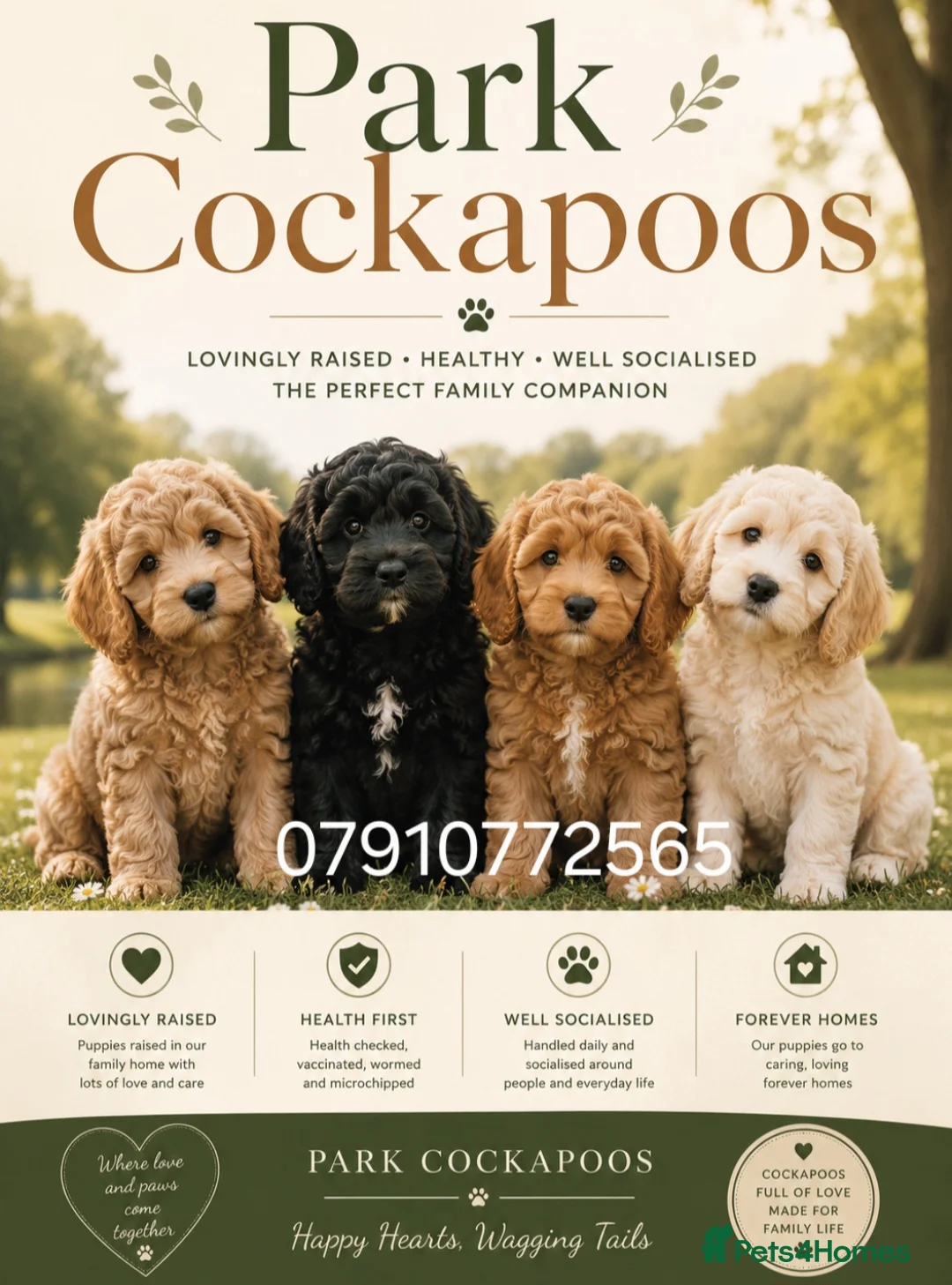 Cockapoo dogs for sale: Cockapoo Puppies PRA CLEAR - Advert 2