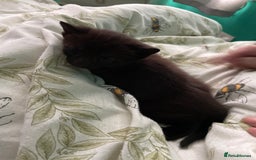 Mixed Breed cats for sale: 3 beautiful kittens for sale (unknown sex) - Image 6
