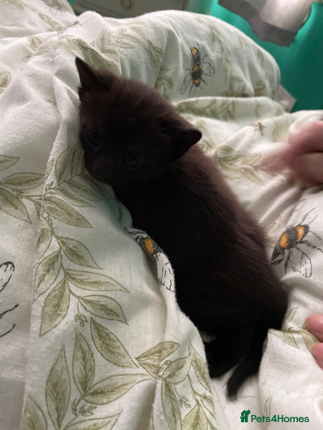 Mixed Breed cats for sale: 3 beautiful kittens for sale (unknown sex) - Image 6