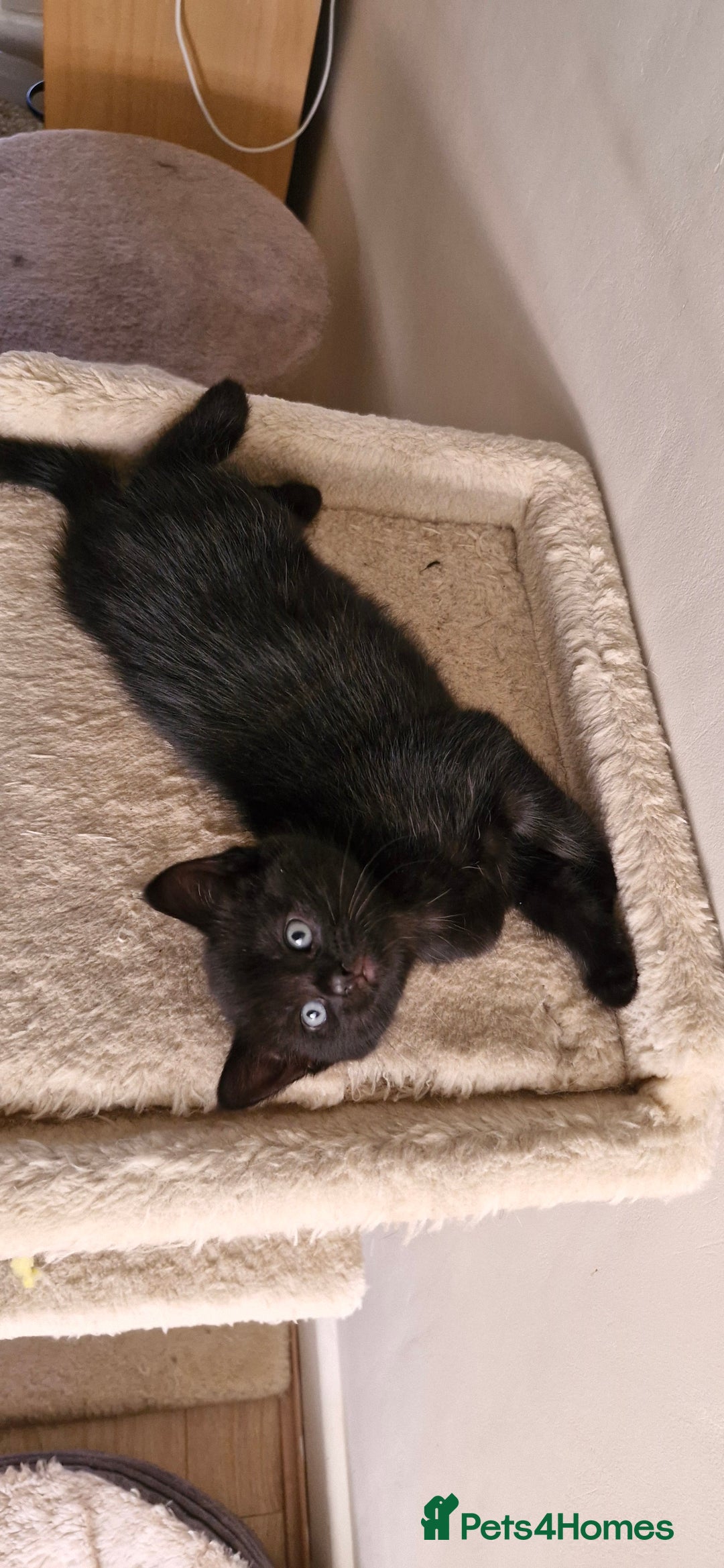 Mixed Breed cats for sale: Adorable kittens  - Image 30