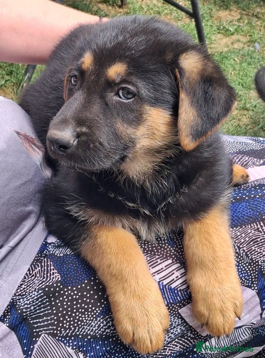 German Shepherd dogs for sale: Father and Mother  in Romford - Image 11