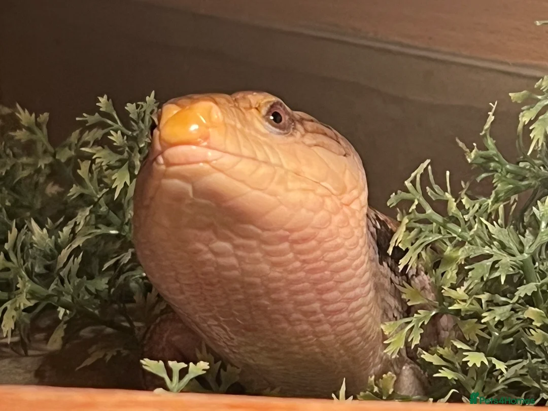 Skink reptiles for sale: Blue tongue skink in Tenbury Wells - Advert 5