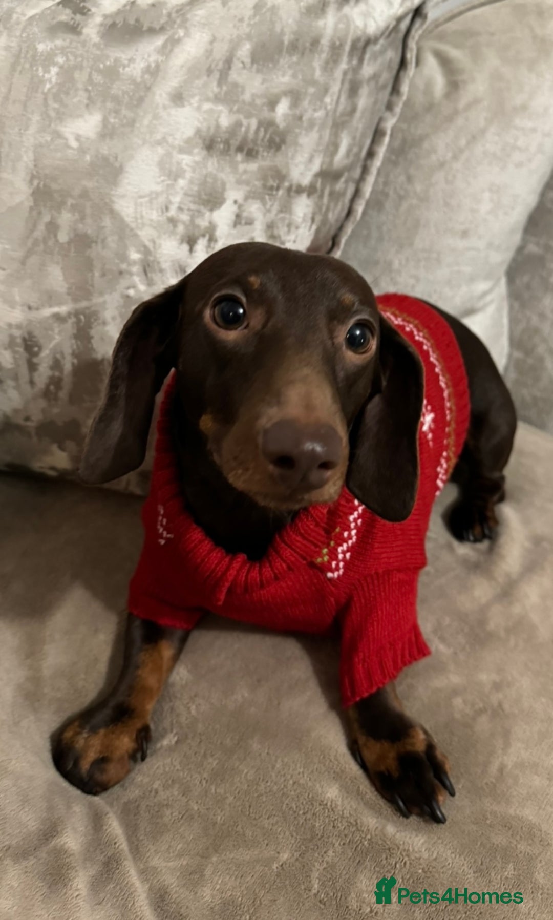 Miniature Dachshund dogs for stud: Stud PROVEN miniatures dachshund  - Advert 11