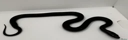 King Snake reptiles for sale: Mexican Black king snake - Advert 3