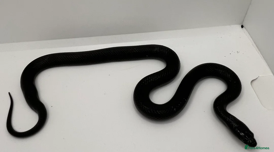 King Snake reptiles for sale: Mexican Black king snake - Advert 3