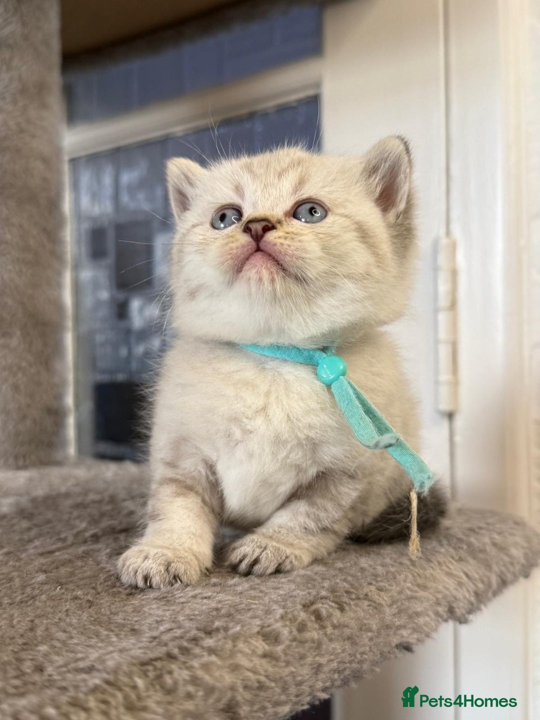 British Shorthair cats for sale: Affectionate Kitten for Rehoming – Indoor Home - Advert 5