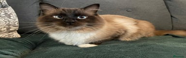 Male Ragdoll 